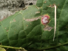 Puccinia phragmitis