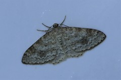 Hydrelia sylvata