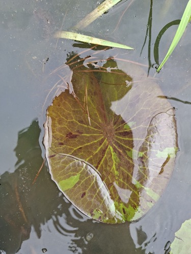 Day Waterlily