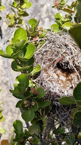 iNaturalist image