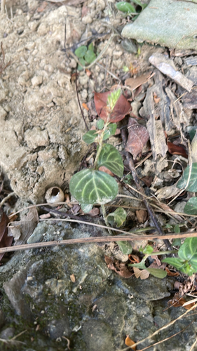 Lepidagathis inaequalis observed 2026-10-01