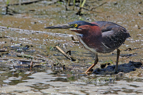 Green Heron photographed in Rhode Island
