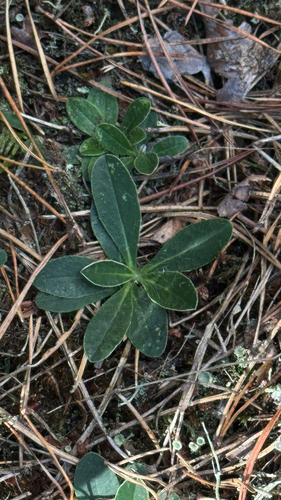 mouse-eared hawkweed