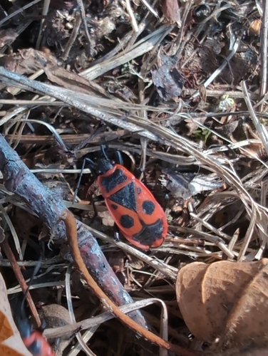 European Firebug