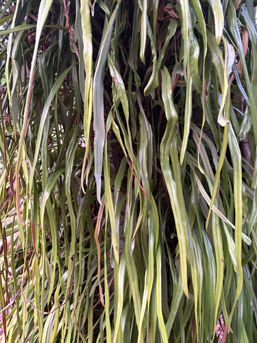 Pyrrosia longifolia observed 2026-10-07