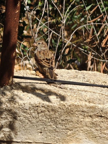 House Sparrow