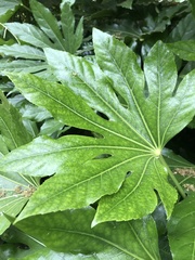 Fatsia