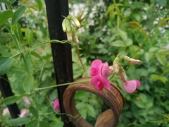 Lathyrus tuberosus