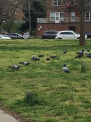 Columba livia domestica