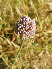 Allium ampeloprasum