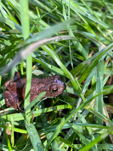 European Toad