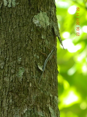 Sphenomorphus sanctus