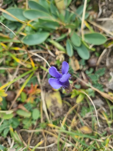Fringe-flowered Gentian