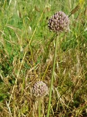 Allium ampeloprasum