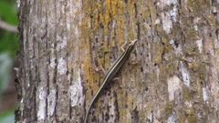 Sphenomorphus sanctus