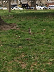 Sciurus carolinensis