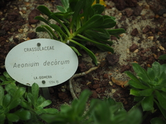 Aeonium decorum
