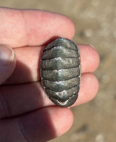 Ischnochiton australis observed 2026-10-07