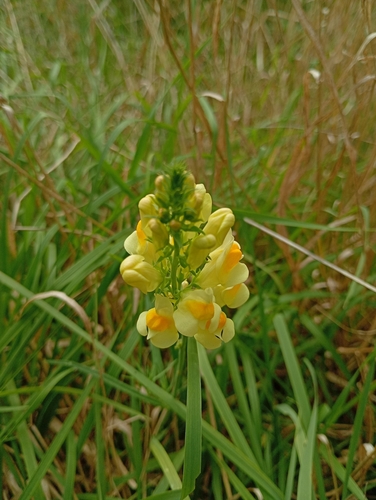 common toadflax