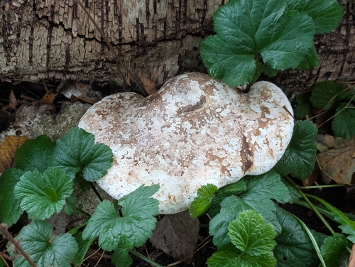 birch polypore