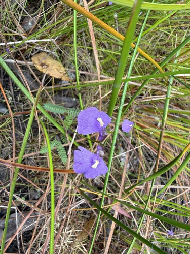 Utricularia dichotoma, 2026-10-03