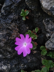 Primula tyrolensis