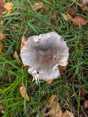Powdery Brittlegill