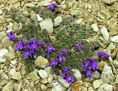 Oxytropis pumilio