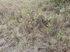 Salix repens argentea