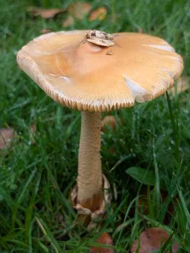 Orange Grisette