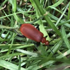 Pyrochroa serraticornis