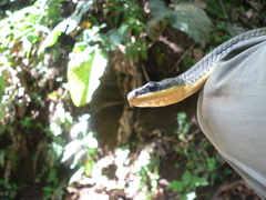 Phrynonax poecilonotus