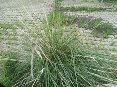 Stipa splendens
