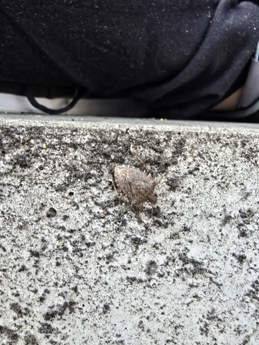 Brown Marmorated Stink Bug