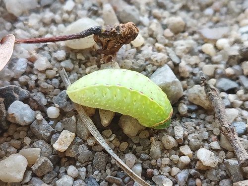 Festoon