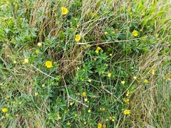 Potentilla erecta