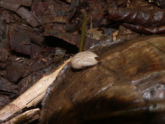Image of Amblyomma humerale