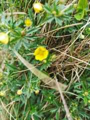 Potentilla erecta