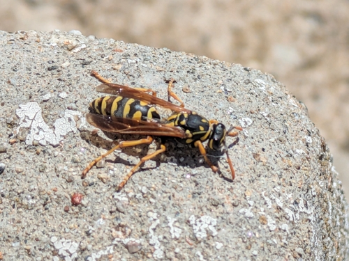 European Paper Wasp