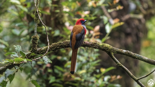 Whitehead's Trogon