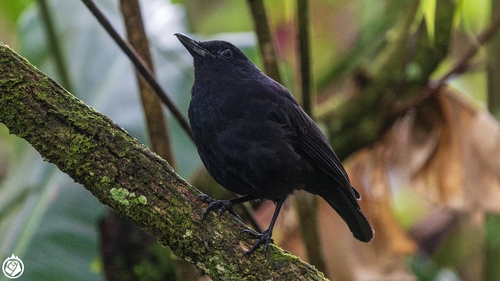 Bornean Whistling-Thrush