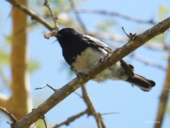 Melaniparus albiventris