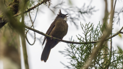 Penan Bulbul