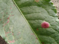 Puccinia phragmitis