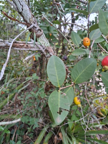 Eugenia punicifolia, 2026-10-07