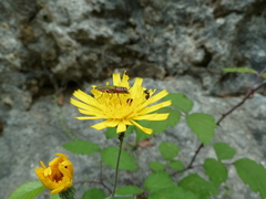 Anthaxia hungarica