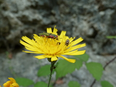 Anthaxia hungarica