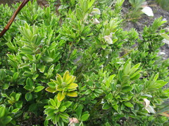 Podalyria buxifolia