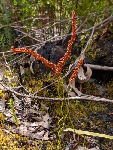 Microschizaea fistulosa observed 2026-10-02