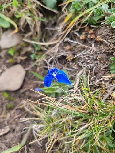 spring gentian